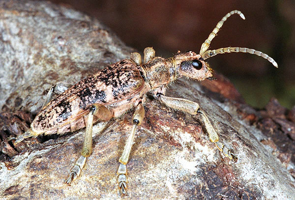 Rhagium sycophanta