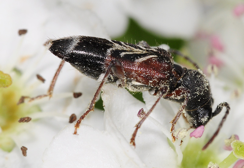 Anaglyptus simplicicornis