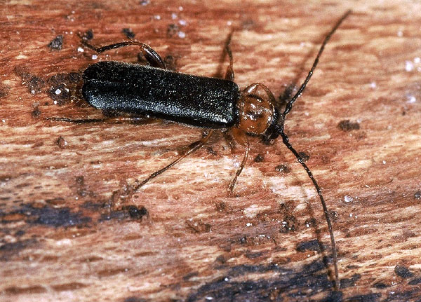 Phymatodes lividus