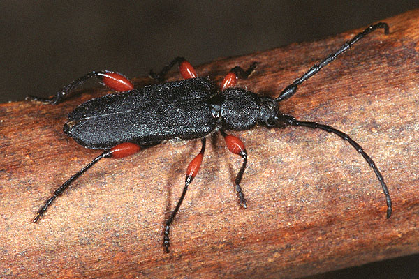 Ropalopus femoratus