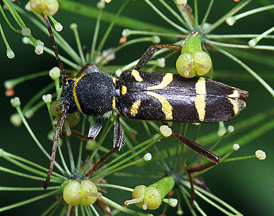 Clytus lama