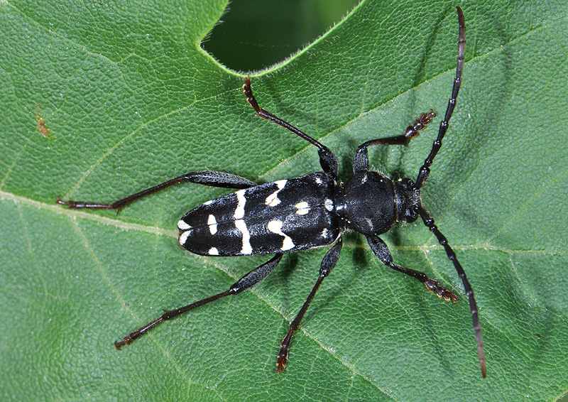 Plagionotus arcuatus multiinterruptus - male