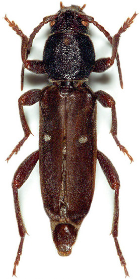 Xylotrechus asellus