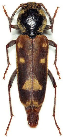 Xylotrechus namaganensis