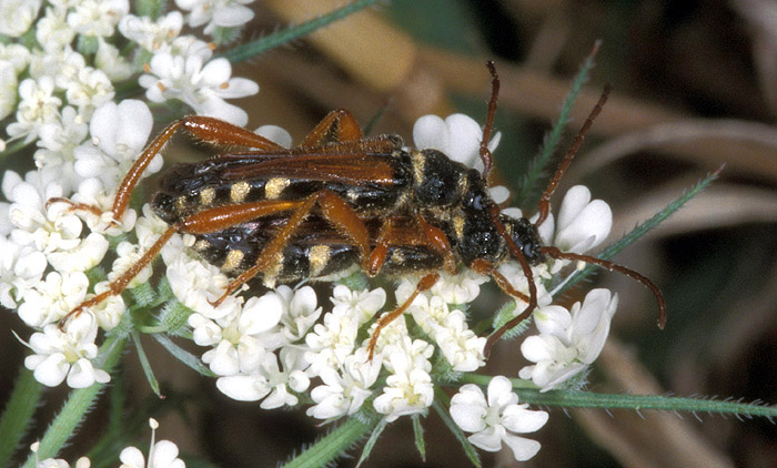 Stenopterus flavicornis