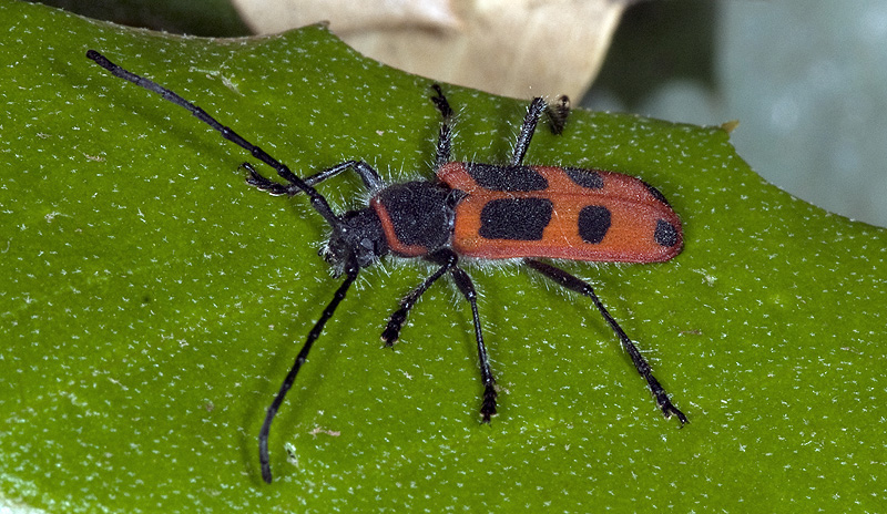 Calchaenesthes sexmaculata