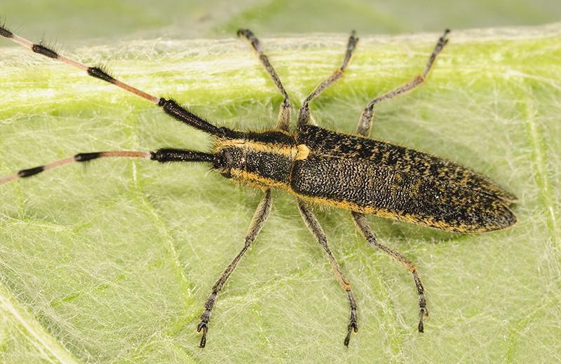 Agapanthia dahli nitidipennis