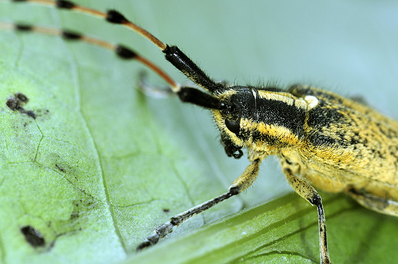 Agapanthia dahli persica