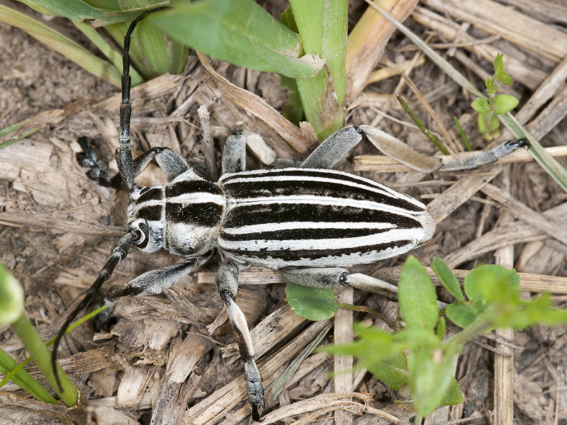 Dorcadion grande - male