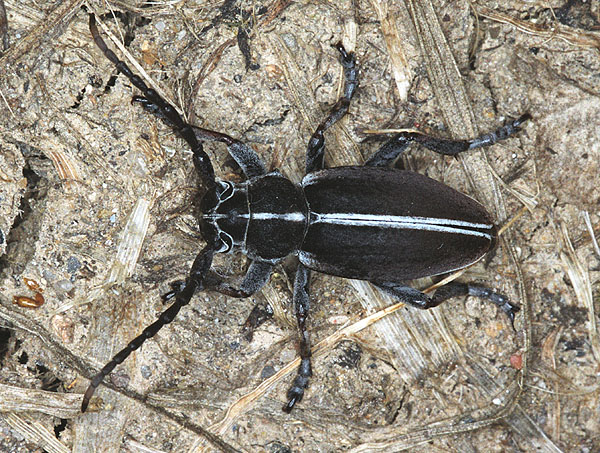 Dorcadion arenarium arenarium