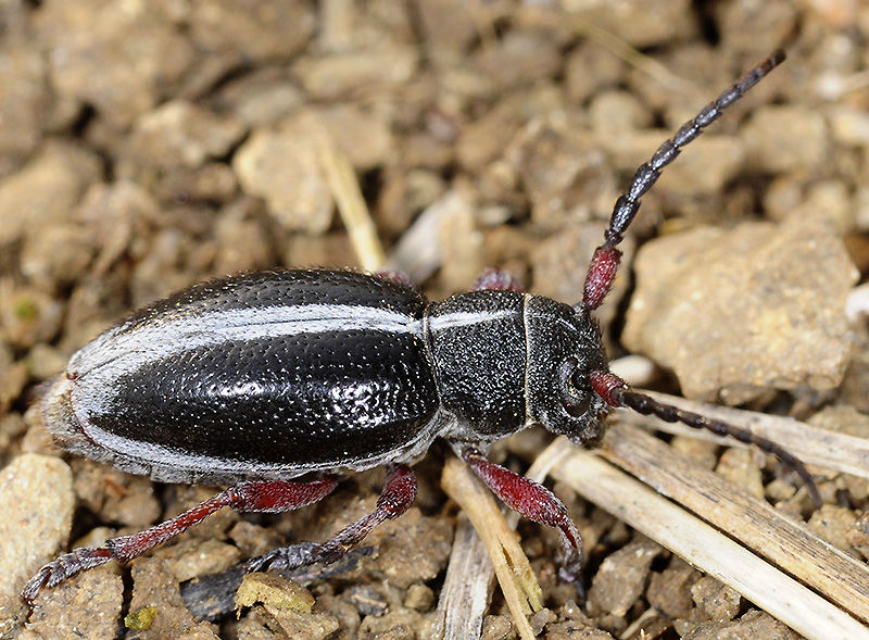 Dorcadion gallipolitanum gallipolitanum