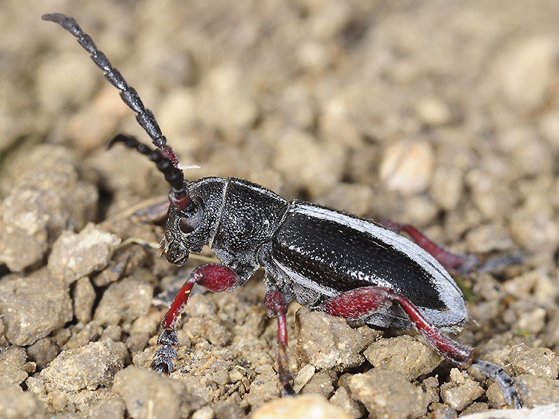 Dorcadion gallipolitanum gallipolitanum