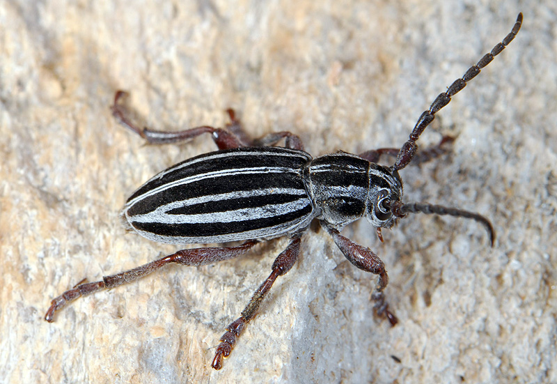 Dorcadion hellmanni