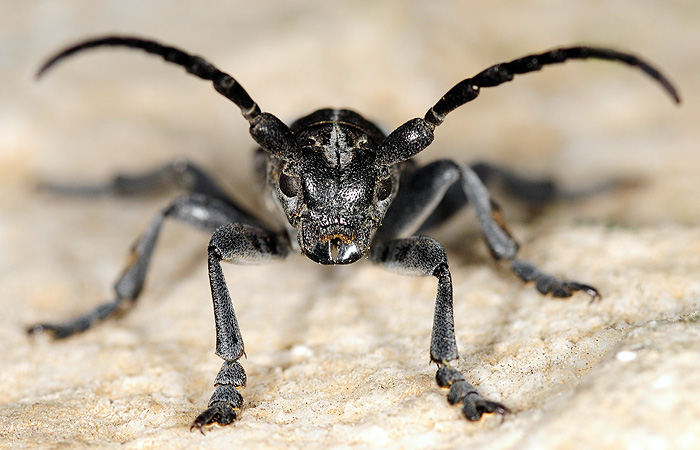 Dorcadion macedonicum