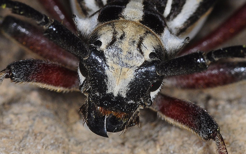 Dorcadion archarlense female