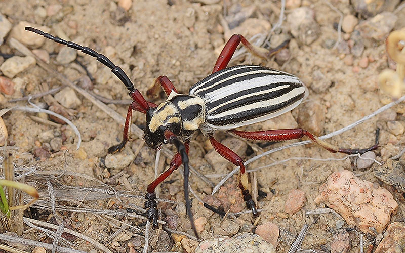 Dorcadion balchashense balchashense male