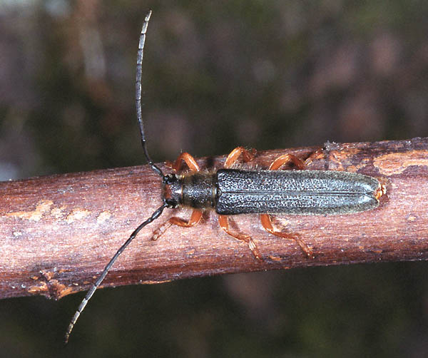 Oberea euphorbia