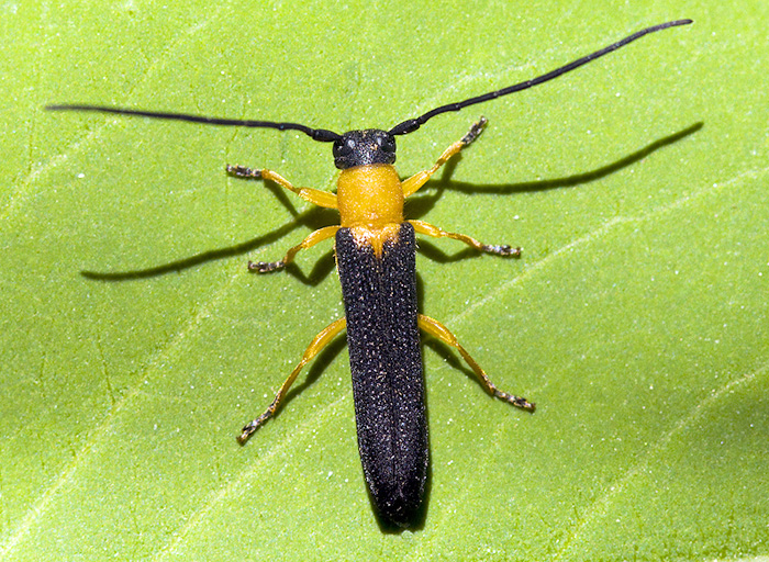 Oberea pedemontana