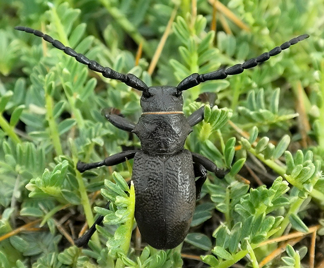 Herophila tristis tristis