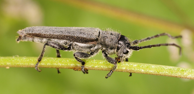 Phytoecia faldermanni