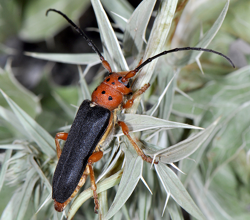 Phytoecia kurdistana