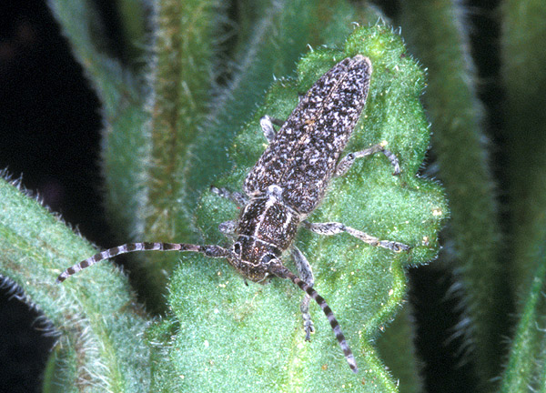 Phytoecia angusterufonotata