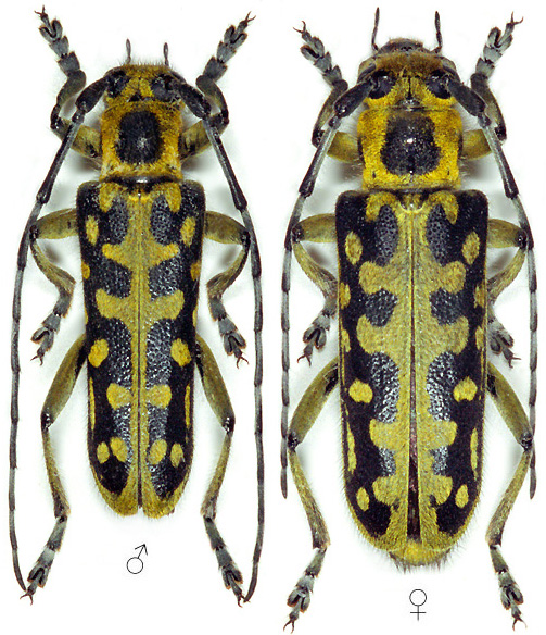 Saperda scalaris