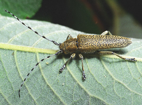 Saperda similis