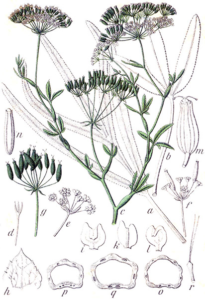 Falcaria vulgaris