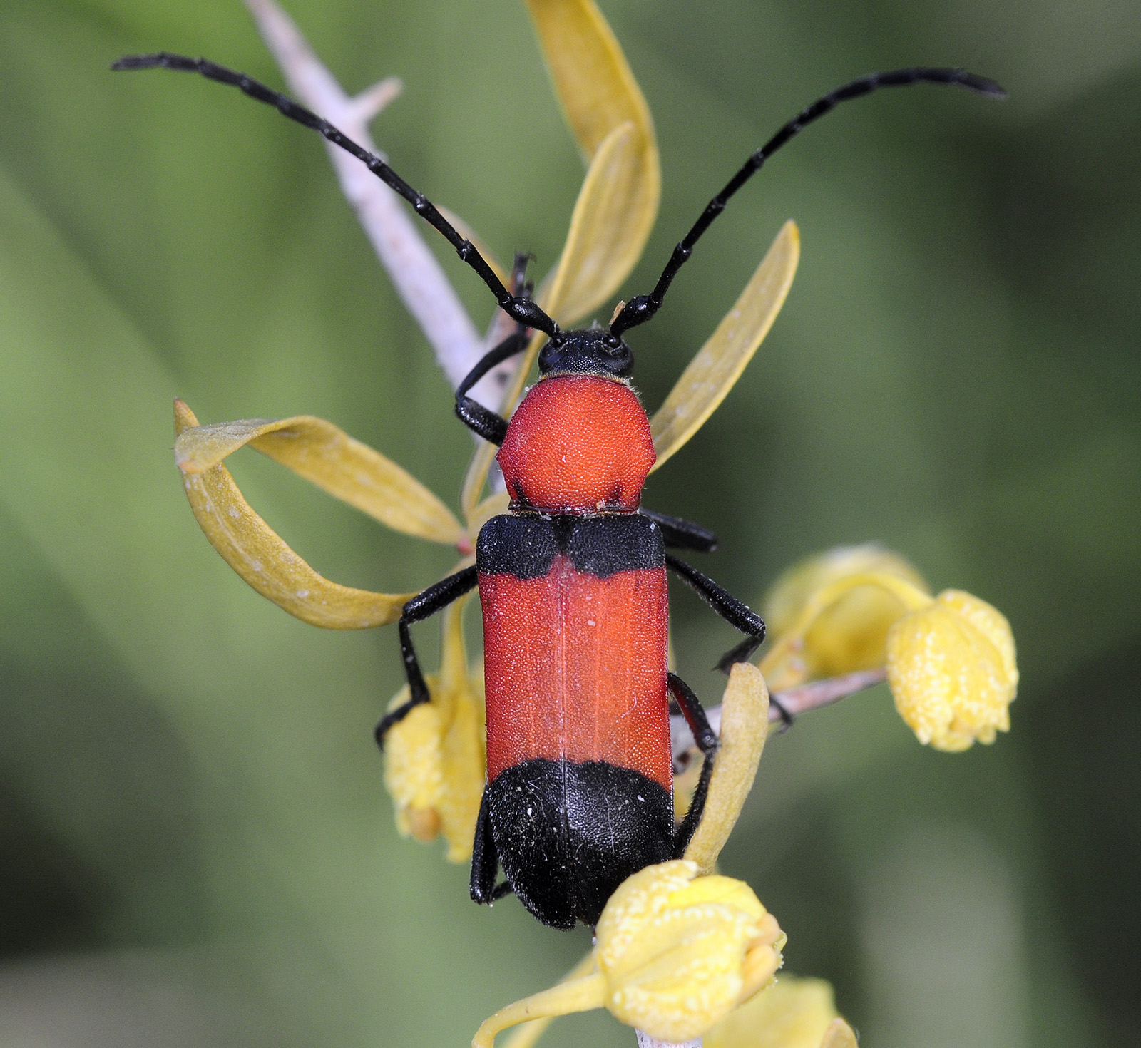 Purpuricenus zarudnianus