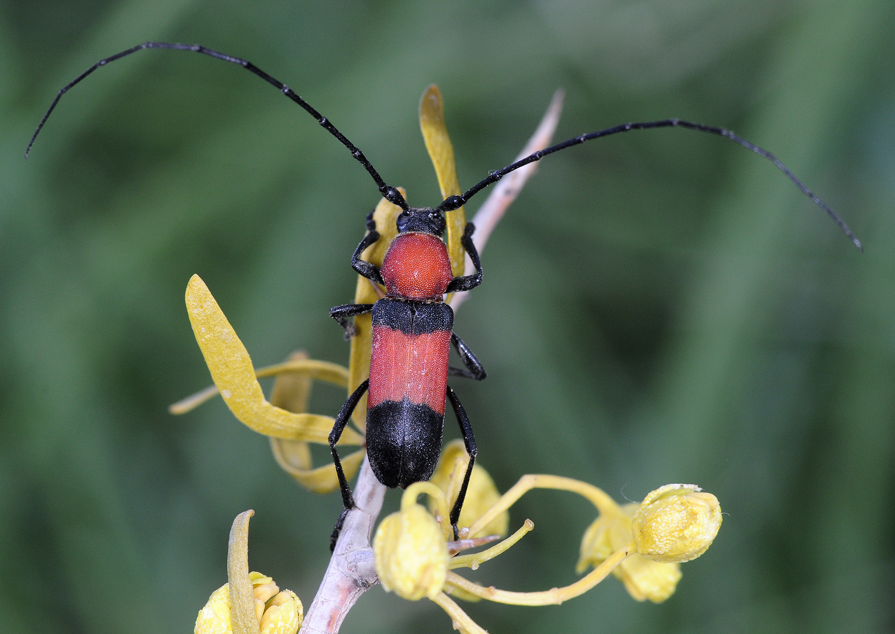 Purpuricenus zarudnianus