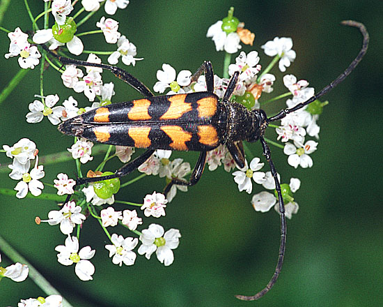 Leptura quadrifasciata