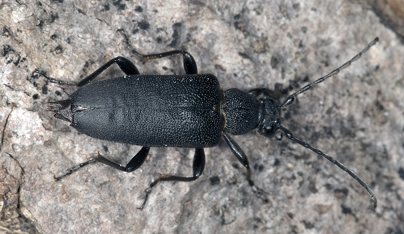 Stictoleptura scutellata