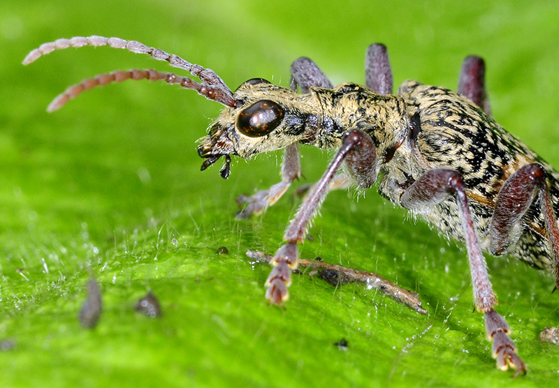 Rhagium fasciculatum