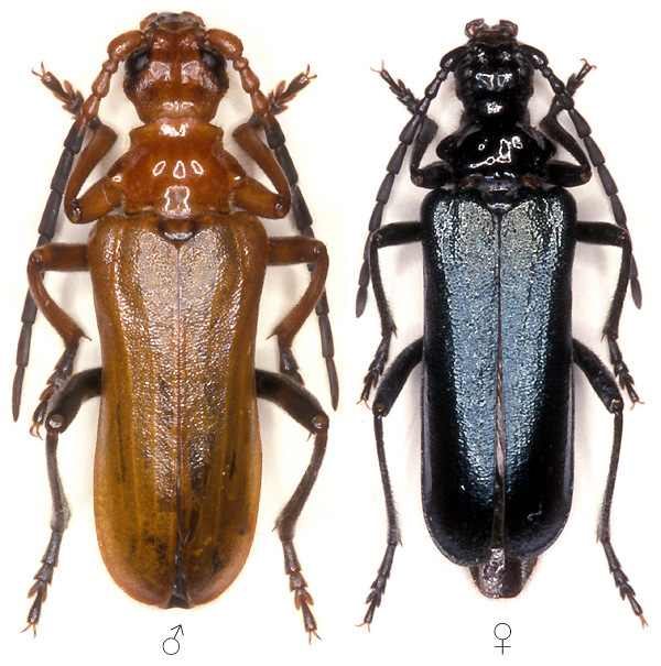 Rhamnusium bicolor lenkoranum