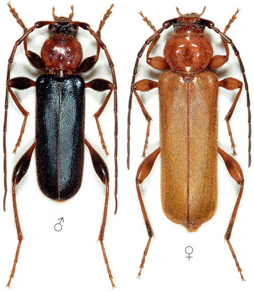 Phymatodes testaceus