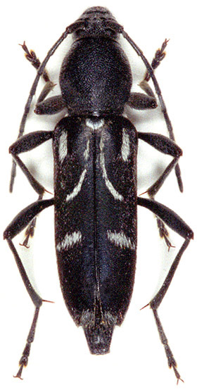 Chlorophorus dinae