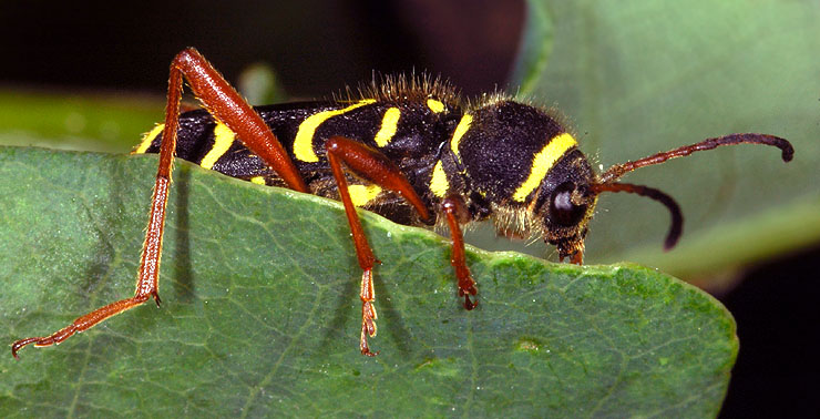 Clytus arietis arietis