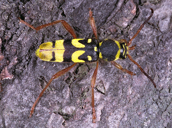 Clytus kabateki