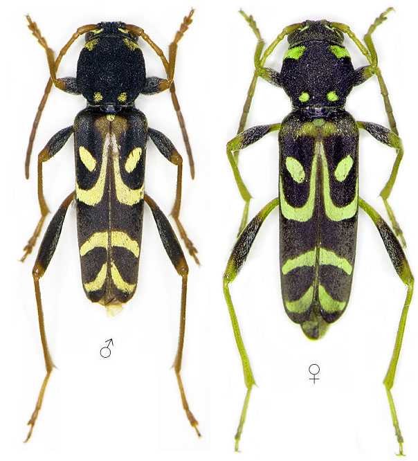 Clytus tropicus