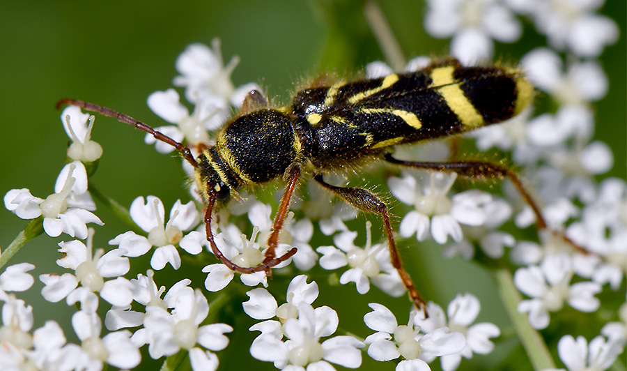 Cyrtoclytus capra