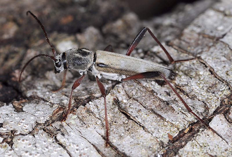 Isotomus barbarae