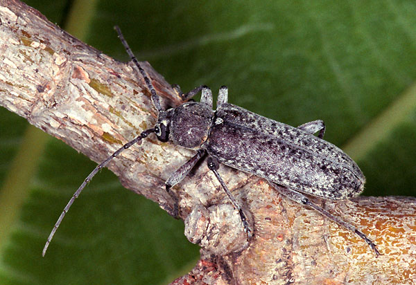 Trichoferus holosericeus