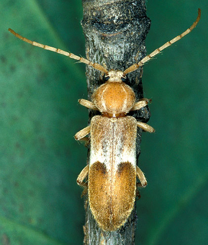 Trichoferus lunatus