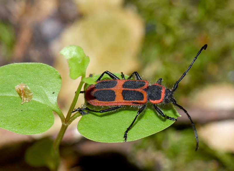 Calchaenesthes oblongomaculata