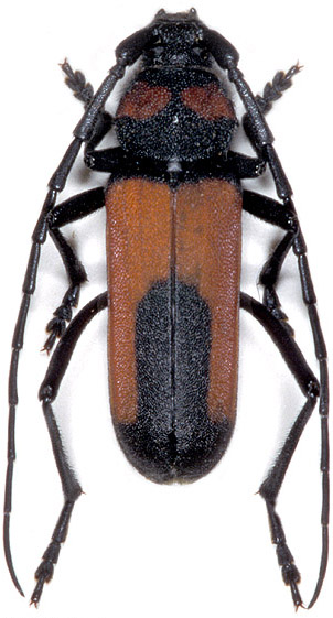 Purpuricenus interscapillatus interscapillatus