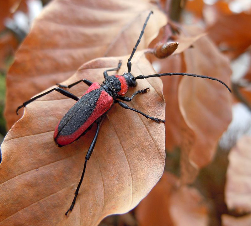 Purpuricenus kaehleri menetriesi