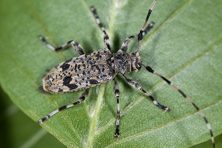 Acanthocinus xanthoneurus