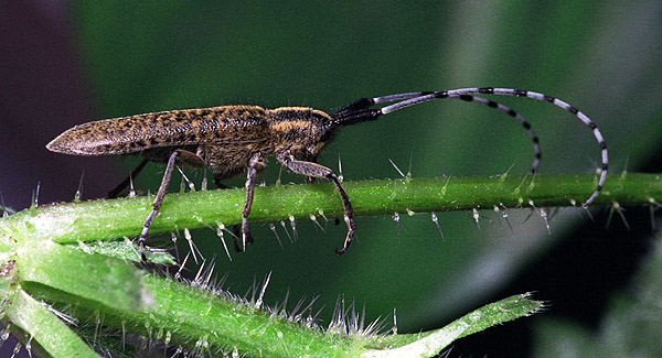 Agapanthia villosoviridescens