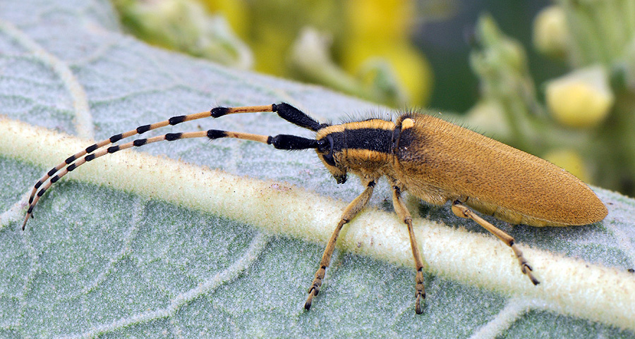 Agapanthia kirbyi